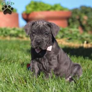 Akira, Cane Corso Puppy