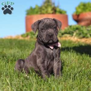 Akira, Cane Corso Puppy
