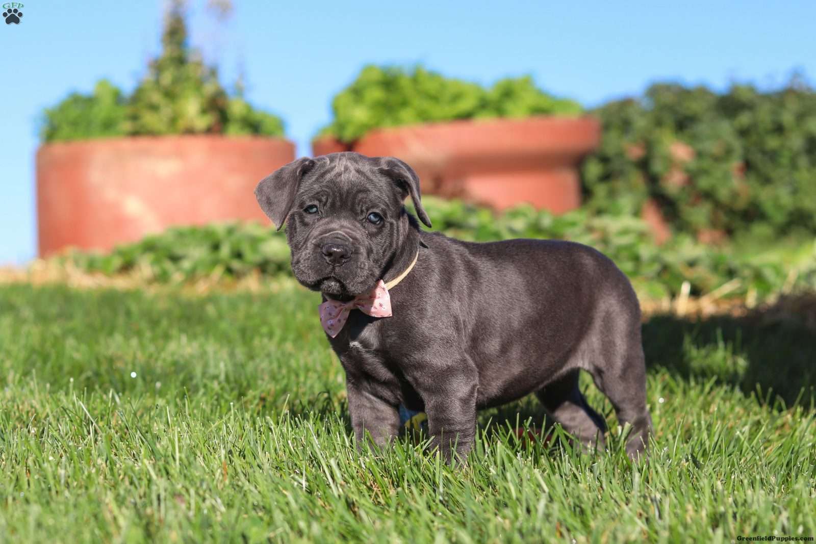 Akira (Cane Corso, Female) in Sugarcreek, OH