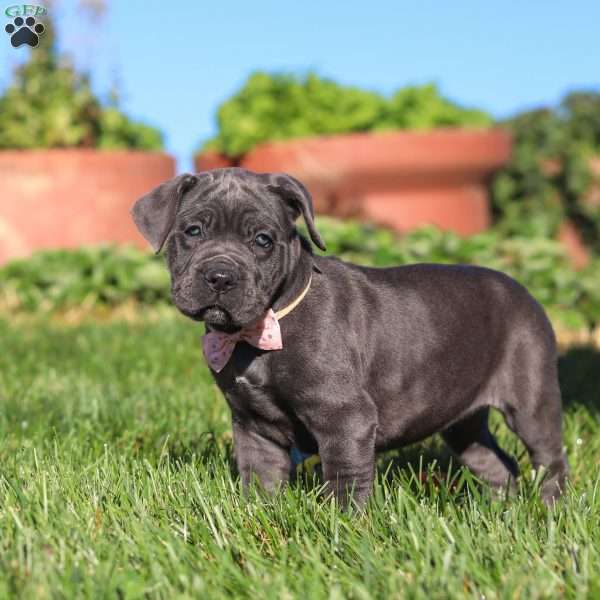 Akira, Cane Corso Puppy