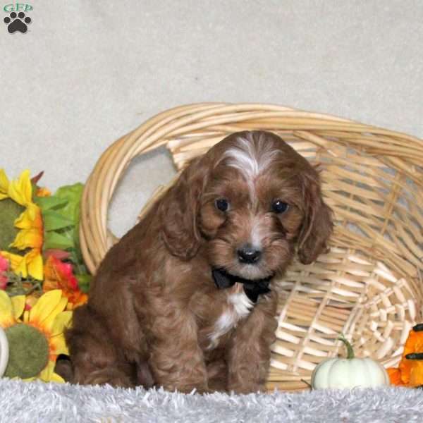 Albert, Cavapoo Puppy