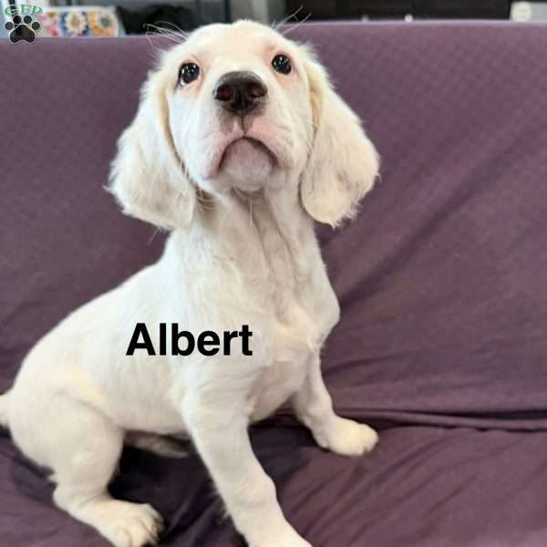 Albert, English Setter Puppy