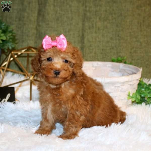 Aleah, Toy Poodle Puppy