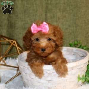 Aleah, Toy Poodle Puppy