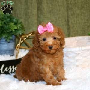 Aleah, Toy Poodle Puppy