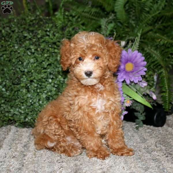 Alec, Bich-Poo Puppy