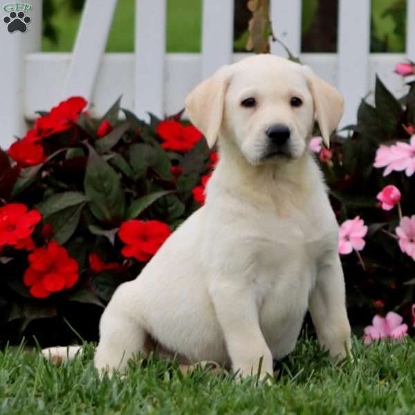 Alec, Yellow Labrador Retriever Puppy