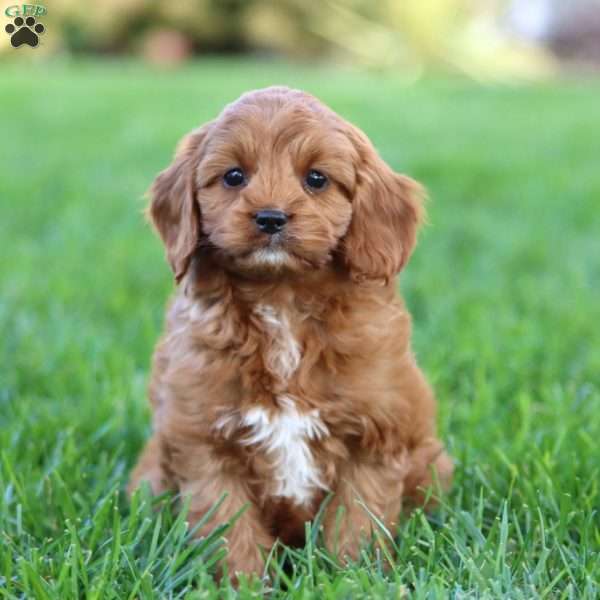 Alec, Cavapoo Puppy