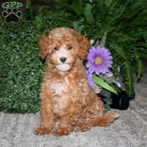 Alec, Bich-Poo Puppy