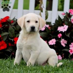 Alec, Yellow Labrador Retriever Puppy
