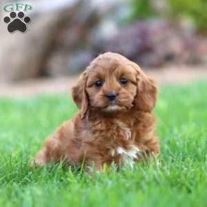 Alec, Cavapoo Puppy