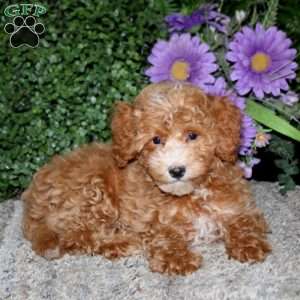 Alec, Bich-Poo Puppy
