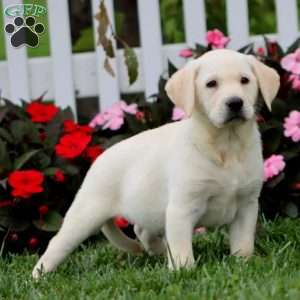Alec, Yellow Labrador Retriever Puppy
