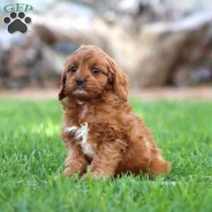 Alec, Cavapoo Puppy