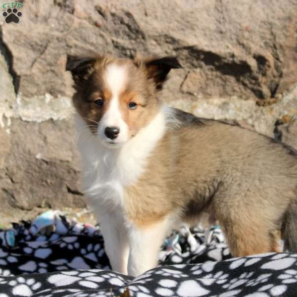 Alex, Sheltie Puppy