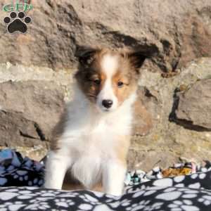Alex, Sheltie Puppy