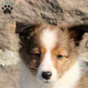 Alex, Sheltie Puppy