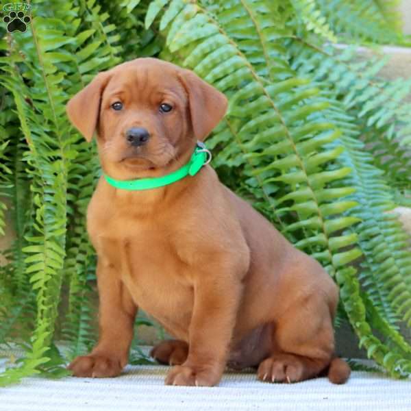 Alex, Fox Red Labrador Retriever Puppy