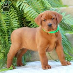 Alex, Fox Red Labrador Retriever Puppy