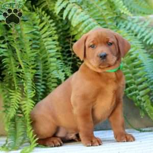 Alex, Fox Red Labrador Retriever Puppy