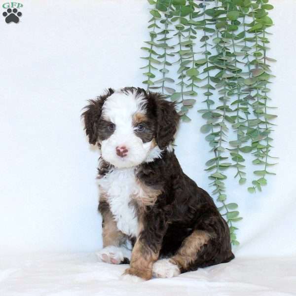 Alice, Mini Bernedoodle Puppy