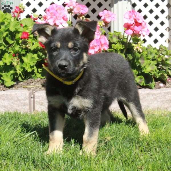 Alice, German Shepherd Puppy
