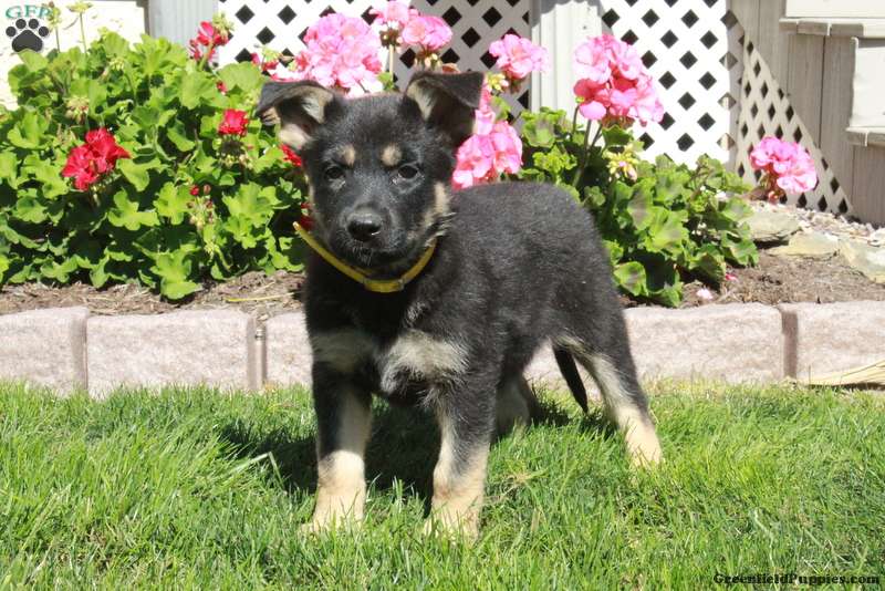 Alice (German Shepherd, Female) in Paradise, PA