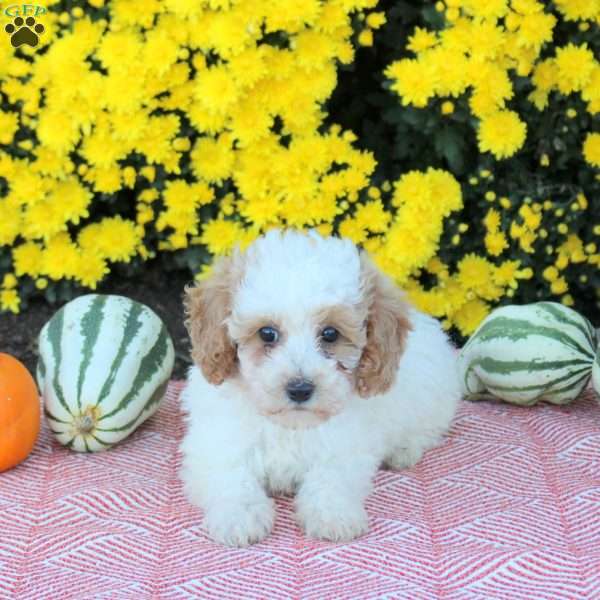 Alice, Miniature Poodle Puppy