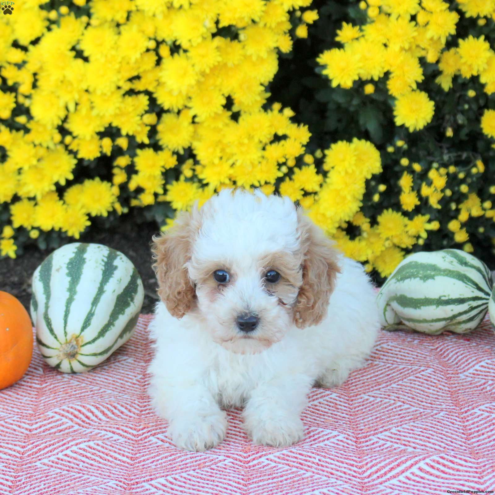 Alice (Miniature Poodle, Female) in Strasburg, PA