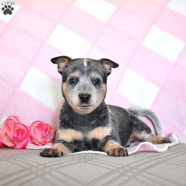Alice, Blue Heeler – Australian Cattle Dog Puppy