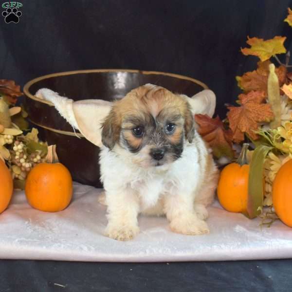 Alice, Teddy Bear Puppy