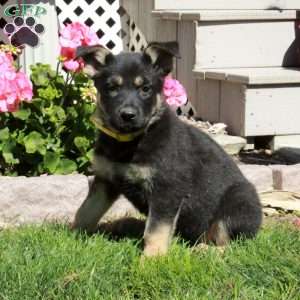 Alice, German Shepherd Puppy
