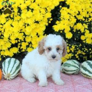 Alice, Miniature Poodle Puppy