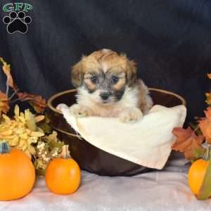 Alice, Teddy Bear Puppy