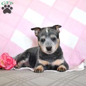 Alice, Blue Heeler – Australian Cattle Dog Puppy