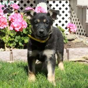 Alice, German Shepherd Puppy