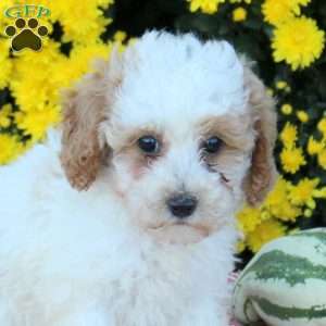 Alice, Miniature Poodle Puppy