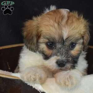 Alice, Teddy Bear Puppy