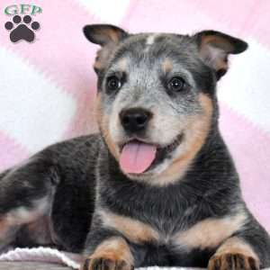 Alice, Blue Heeler – Australian Cattle Dog Puppy