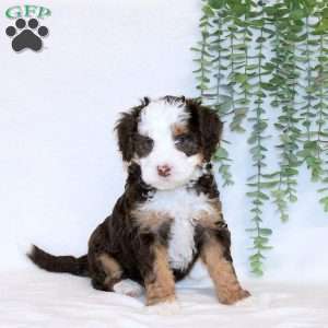 Alice, Mini Bernedoodle Puppy
