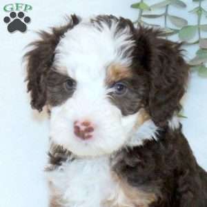 Alice, Mini Bernedoodle Puppy