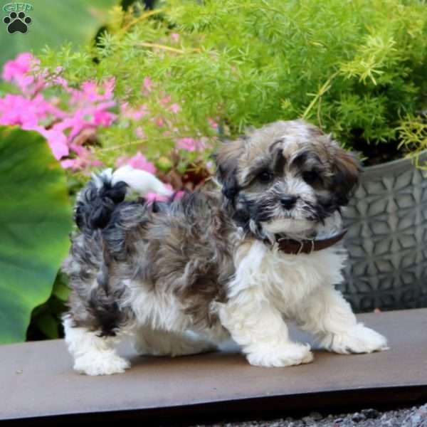Alice, Havanese Puppy