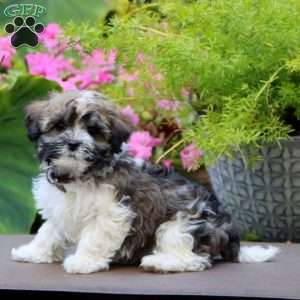 Alice, Havanese Puppy