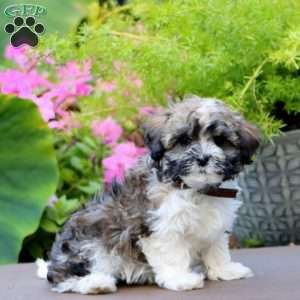 Alice, Havanese Puppy
