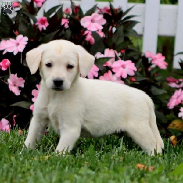 Alisha, Yellow Labrador Retriever Puppy