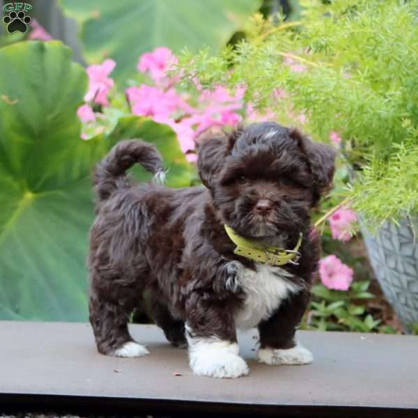 Alisha, Havanese Puppy