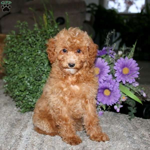 Alisha, Bich-Poo Puppy