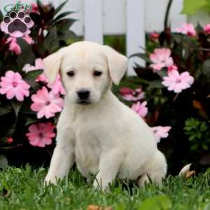 Alisha, Yellow Labrador Retriever Puppy