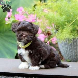 Alisha, Havanese Puppy