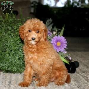 Alisha, Bich-Poo Puppy